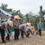 Polres Binjai Bersama Masyarakat Payaroba Melaksanakan Penanaman Jagung